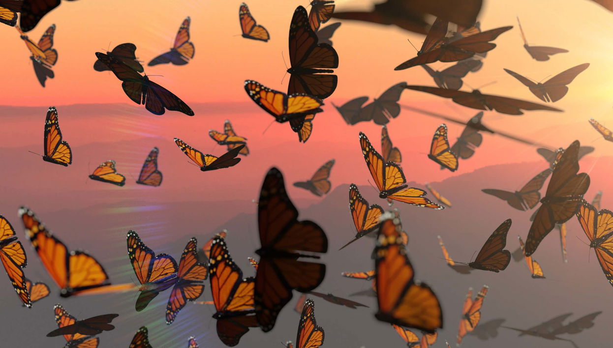 Excursión al santuario de mariposas monarca Sierra Chincua