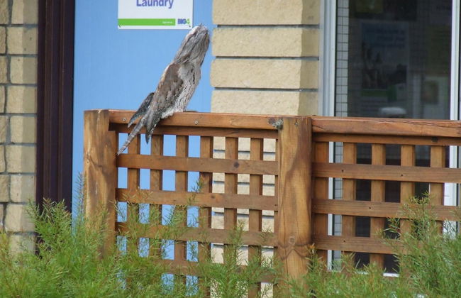 BIG4 Kelso Sands Holiday Park - Foto 31