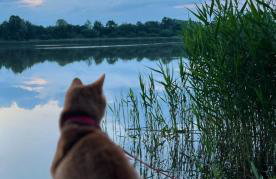 Świetna Chatka nad jeziorem - Foto 20