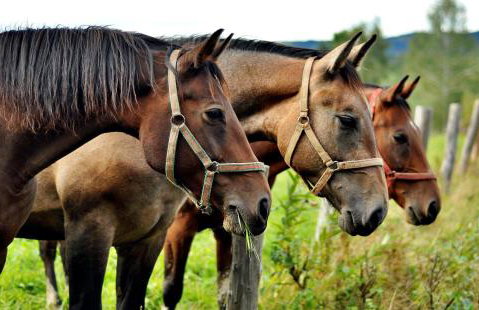 APARTAMENT GRABINKA - 100 m2 - Foto 16