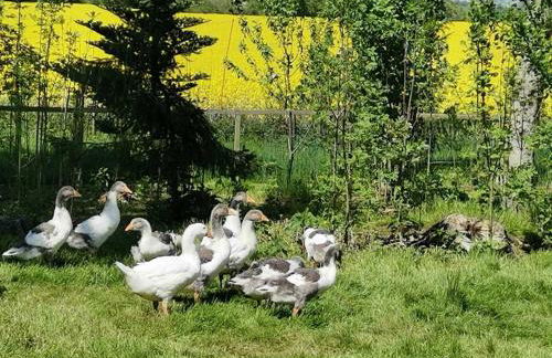 Ferienhaus am Kleinbauernhof Gersdorf bei Kühlungsborn - Foto 4