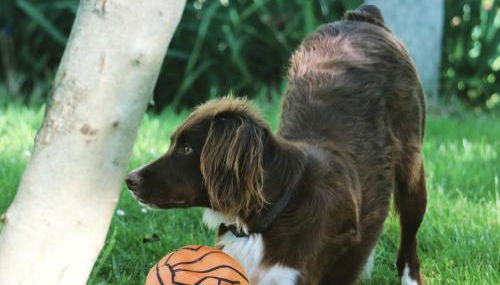 Agriturismo La Corte del Lupo - Foto 5