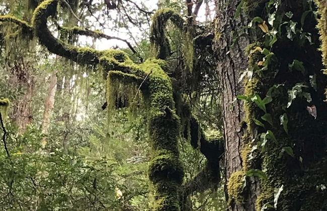 Annie's Escape in Warburton - Foto 21