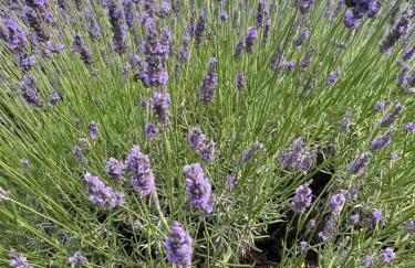 Les terrasses du château - Foto 14