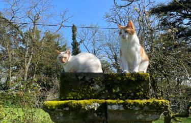 Château Doré les Tours - Appartement Loup - Proche Puy du Fou - Photo 49