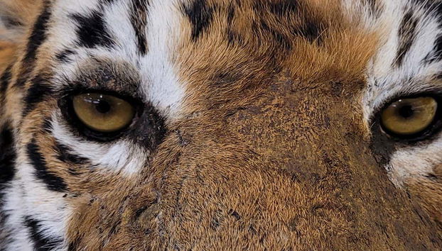 Detalhe de um dos animais