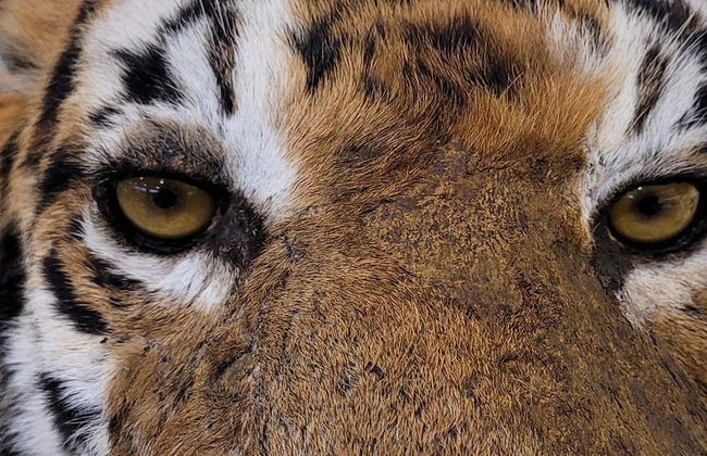 Visita guiada ao Museu de Coleções da Universidade de León - Foto 3