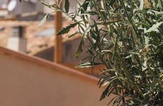 Apartaments la Rambla - Licorella - 4 persones - Foto 20