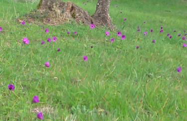 Poggio Gherardo - Foto 13