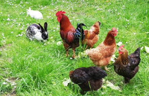 Landhaus Maria - Foto 9