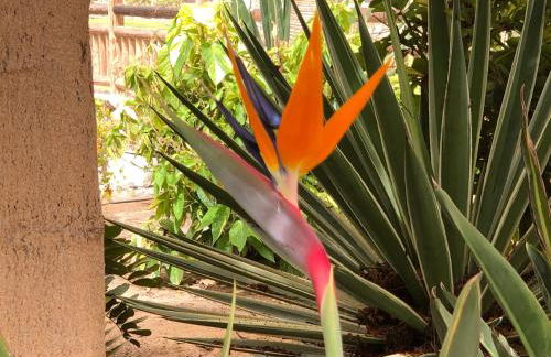 Suecia Villa Opal Anfi Tauro - Foto 28