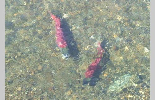 The Moose Crossing - Foto 41