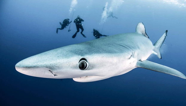 Buceo con tiburones en la isla de Faial - Foto 2, Veremos a los tiburones muy de cerca