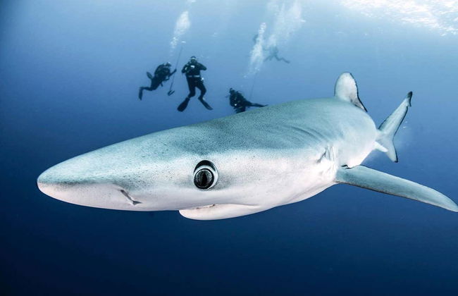 Scuba Diving with Sharks Experience - Photo 1