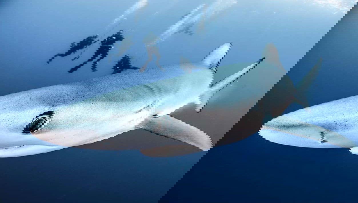 Veremos os tubarões de perto