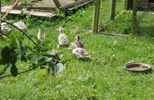 Swift Cottage - Foto 27