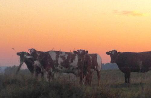 Butterfly Factory - Foto 45