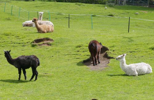 Ivy Cottage - Foto 17