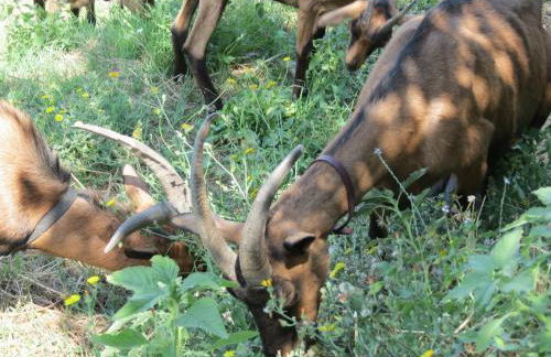 Agriturismo SPA Serpanera - Photo 68