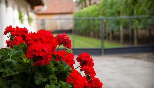 Apartman Kuća 150 - Foto 5