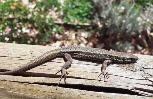 Casa FontaGusta - Digital Detox am Idrosee - Foto 12