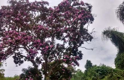 Chácara Manacá - Photo 33