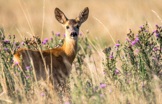 4 Star Holiday Home in Hjortkvarn-by Traum - Foto 1