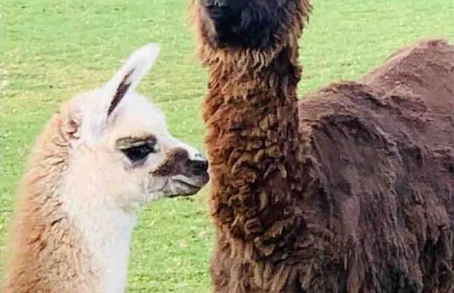 Cute and Cosy Shepard hut With Wood Fuel hot tub - Foto 10