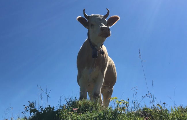 Gwunderstübli - Foto 27