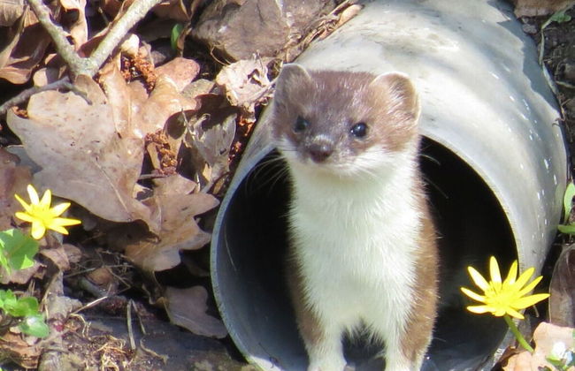 Csilla Comfortable Holiday Residence - Foto 37