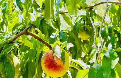 Apartman Tina - Photo 1