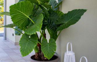 Villa Calla - Foto 24