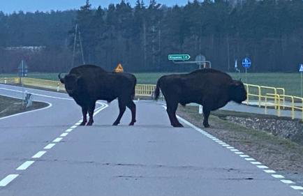 Apartament Hajstra z ogrodem - Foto 24