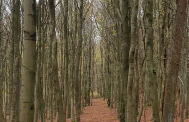 Apartment Am Sternberg 236 - Foto 9