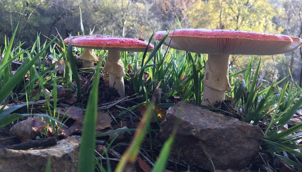 Vegetation in the valley