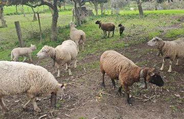 Casa do Chafariz - Guest House - Foto 11