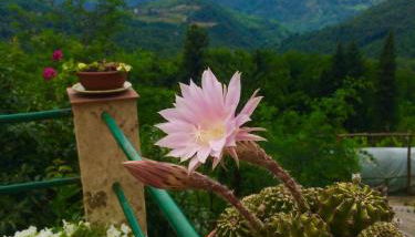 House With Panoramic Terrace - Foto 2