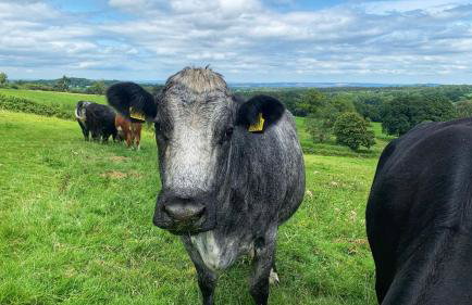 Bettys Barn - Foto 42