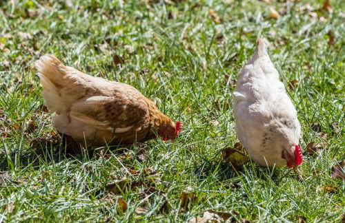 Agritur Ciasa Dò Parè - Foto 25