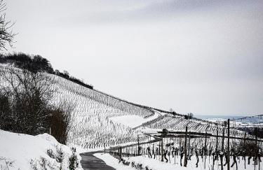 Terrasses du Zimmerberg - Photo 16
