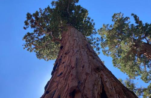 Little Bear Lodge - Foto 45