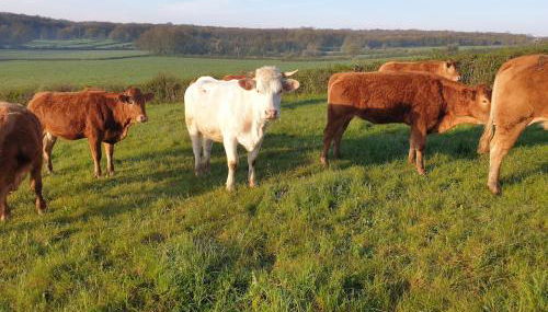 Gite les champs Darié 3 étoiles - Foto 2