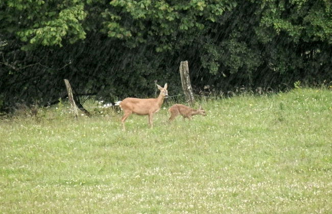 Luxurious Farmhouse Near the ski Area - Photo 20