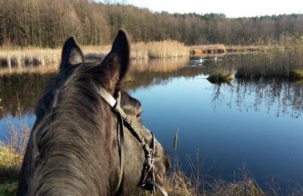 Agroturystyka Polana Harmonii - Foto 32