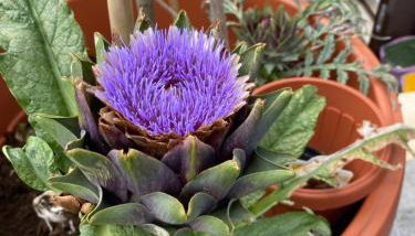 OFFICINALE Rome Apartment, Pineta Sacchetti - Foto 2, Garden