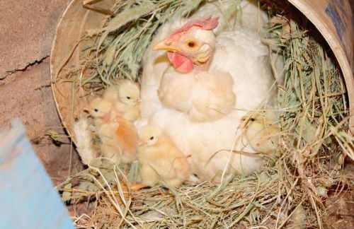 Acquavilla - Foto 73