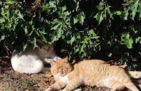 Casa Porto Palo - Foto 27