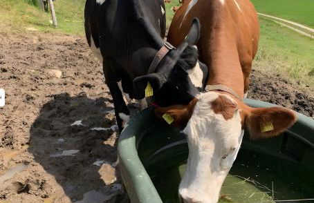 Beierleshof - Foto 10