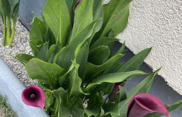 Fewo BOHO mit eigenem Garten nähe Salzburg - Foto 26