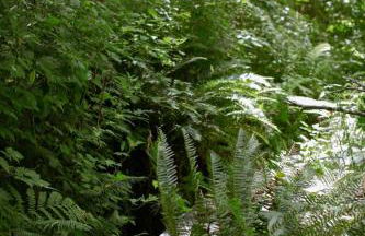 Sweet Root Hollow - Foto 10